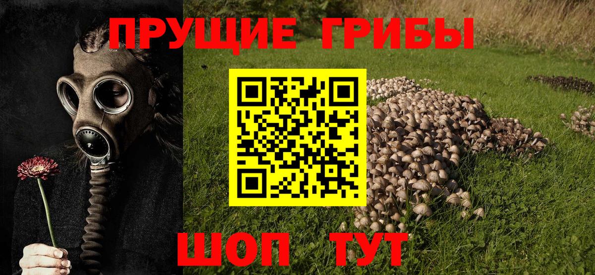 Псилоцибиновые грибы GOLDEN TEACHER  Вход с VPN  Кисловодск 